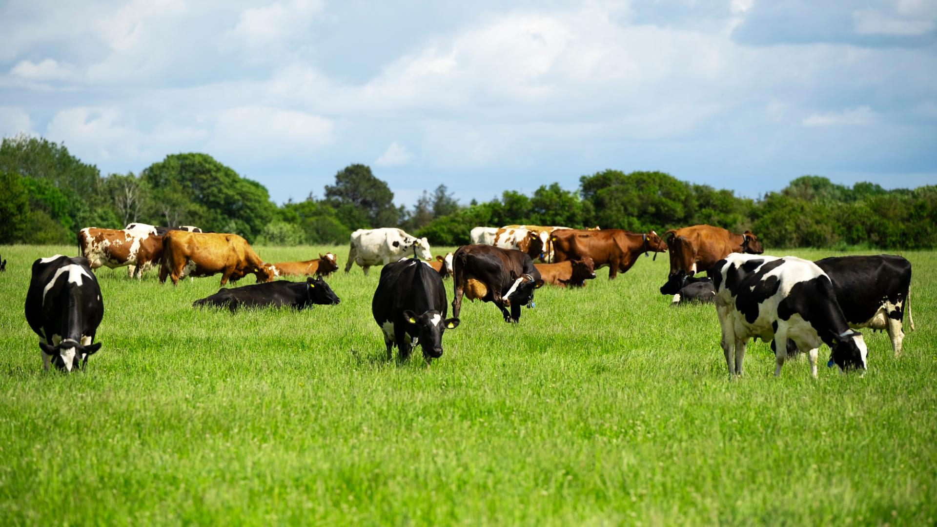 Multiple species for profitable & sustainable forage 